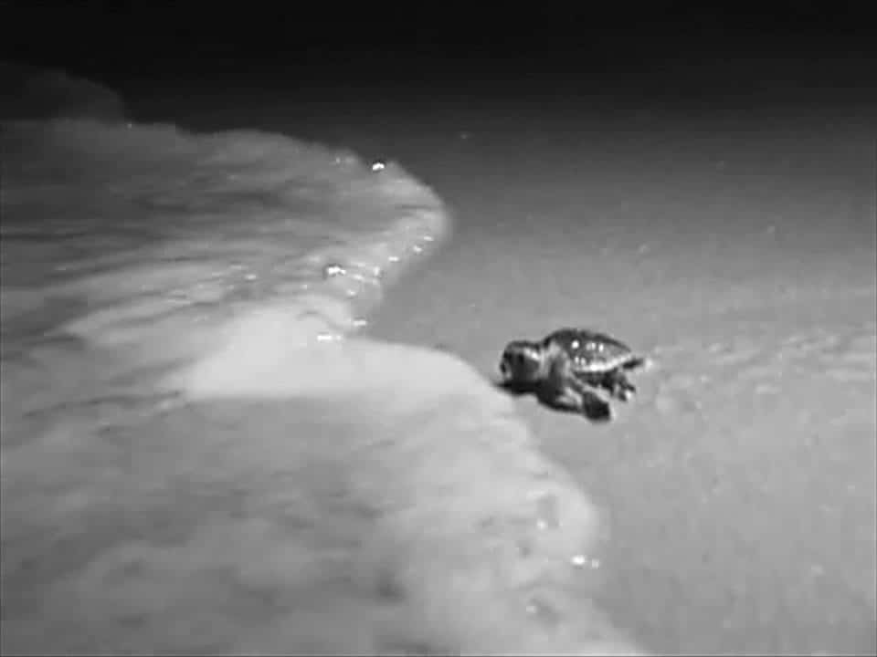 Baby sea turtle heading to the ocean Inferred