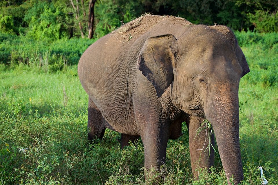 Adult Elephant eating Kaudulla National Park