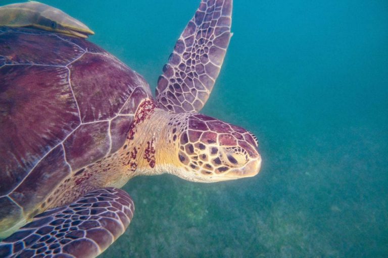 Akumal Beach- How to Snorkel with Endangered Sea Turtles Ethically And Safely