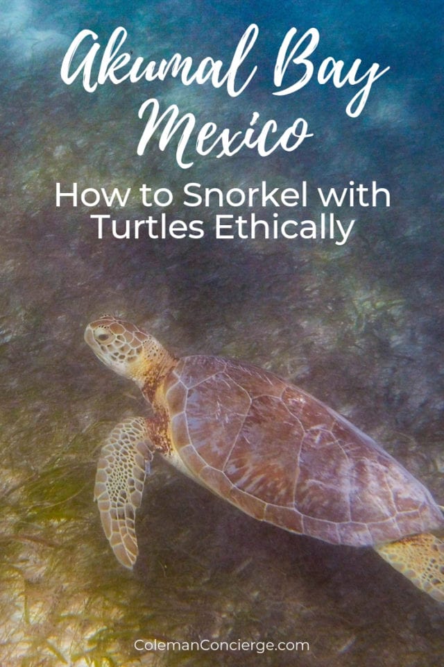 Akumal Bay Mexico Turtle