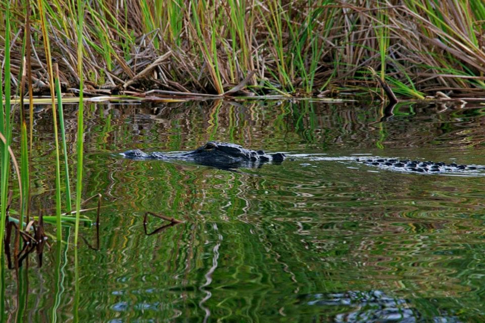 Airboat Tours With Alligators in the Everglades