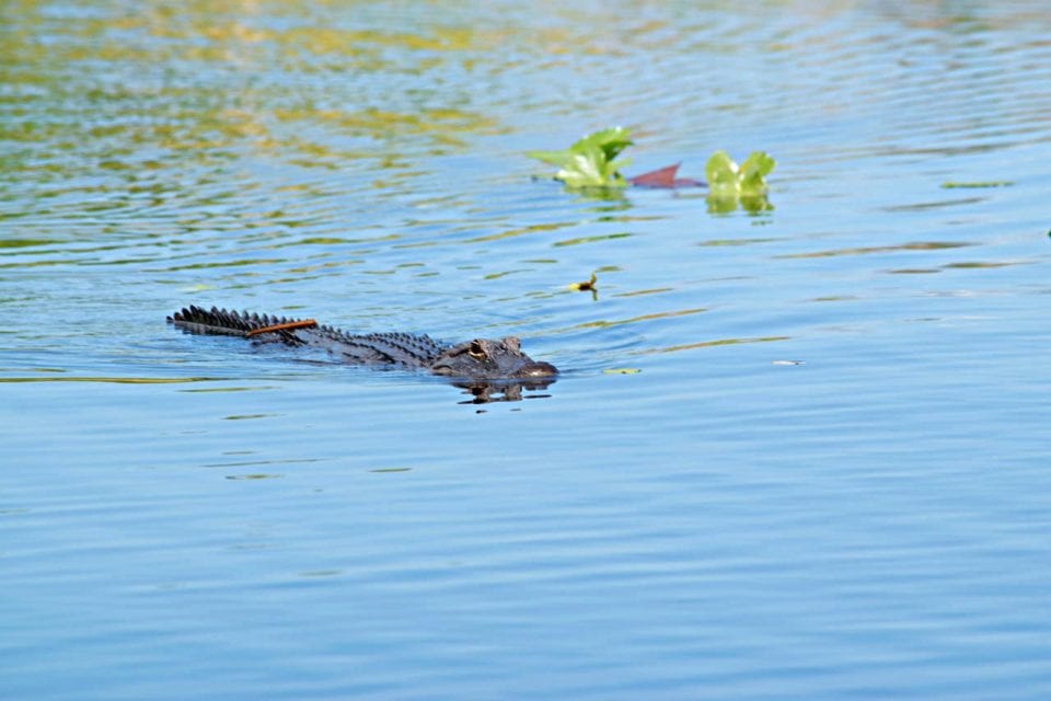 Alligator in water in the Everglades