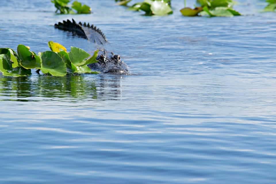 Alligator in water Everglades 