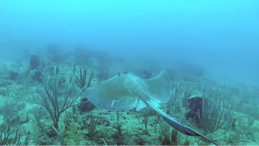 Sting Ray at the Ant Beds (Still from Pompano Dive Center Video)