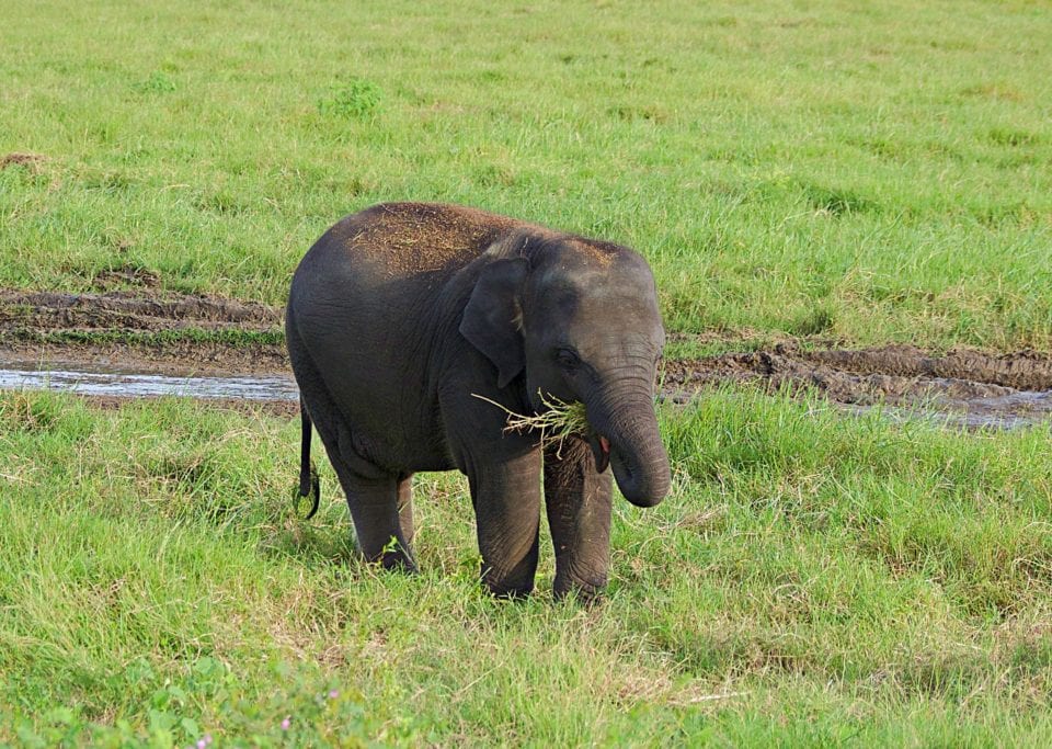 Baby Elephant eating Kaudulla National Park