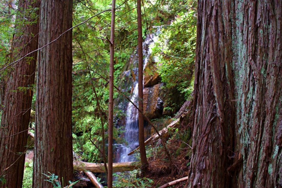 Berry Creek Falls Loop at Big Basin Redwoods State Park- A Hiking Guide