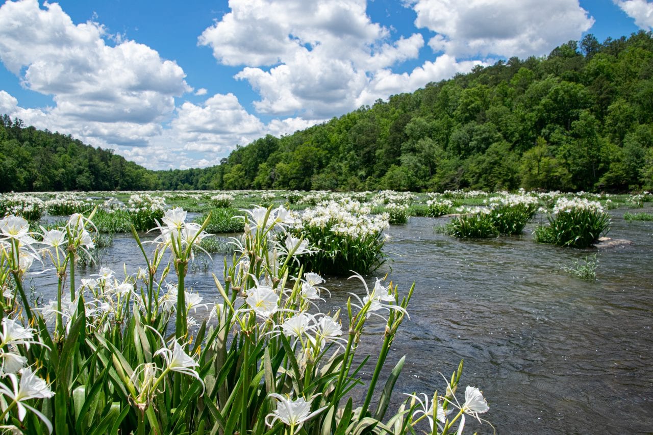 How to See Cahaba Lilies - Alabama's Most Fragrant Natural Wonder
