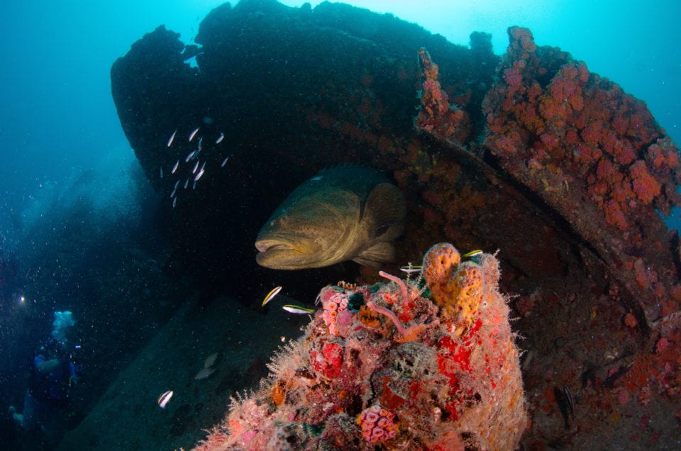 Grouper on the Castor (photo by Andre @oceanprophotography)