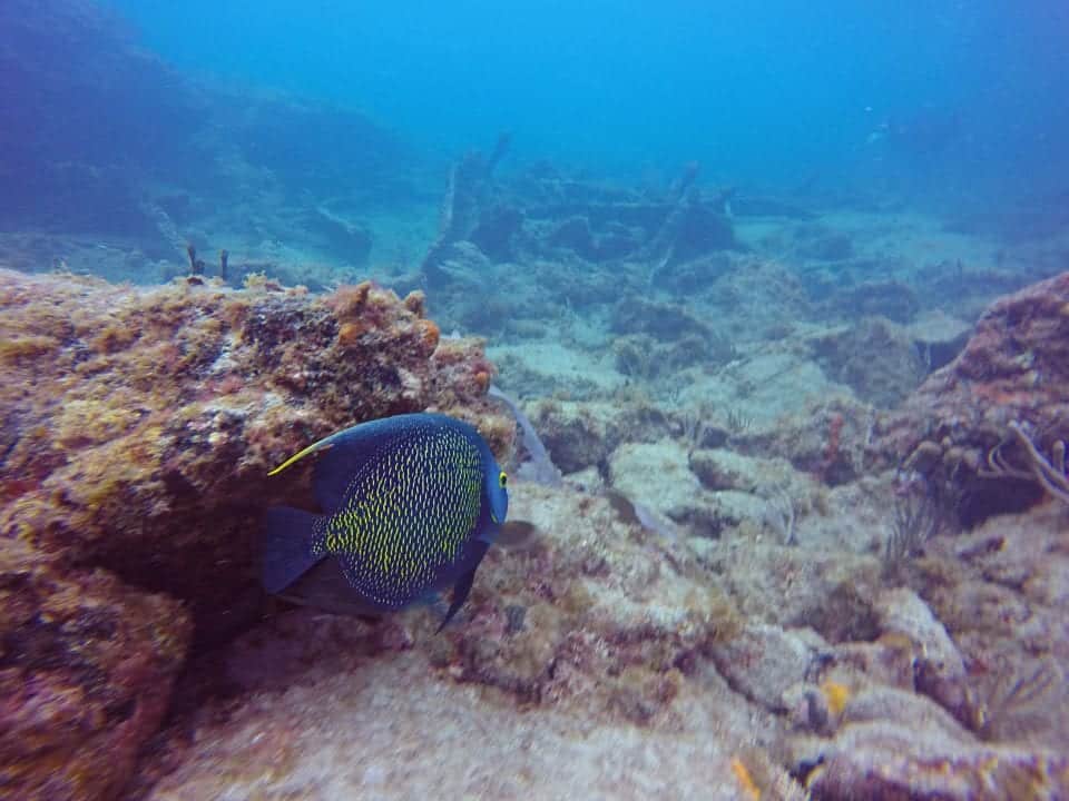 colorful fish we saw scuba diving on the Copenhagen wreck in Fort Lauderdale