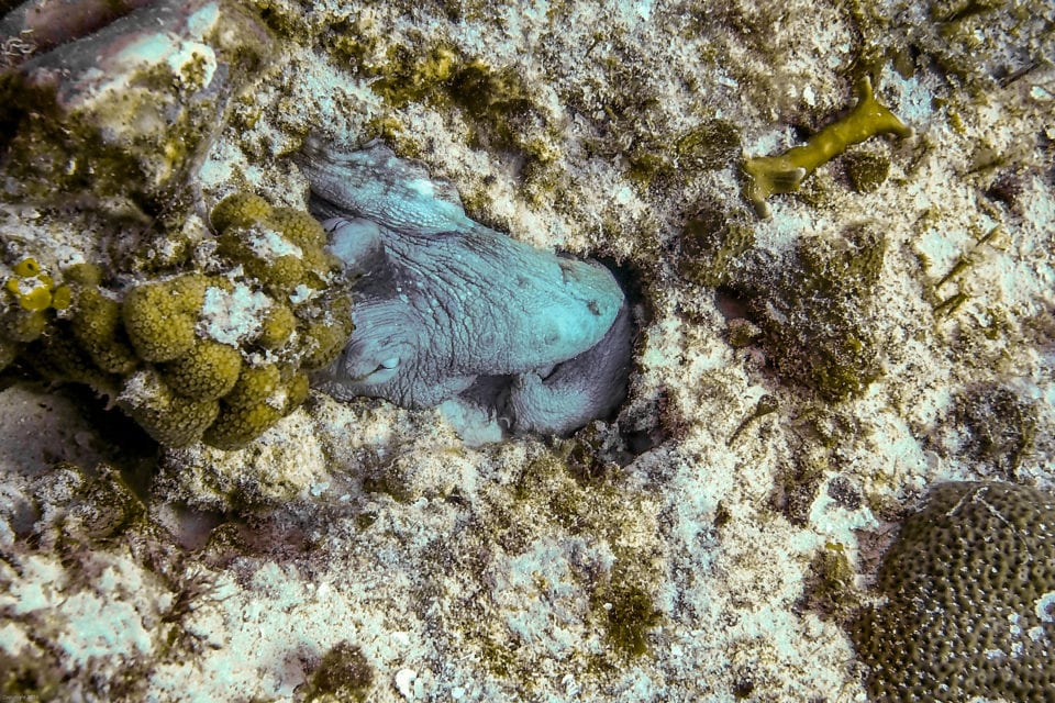 Cozumel octopus hiding deep in the reef