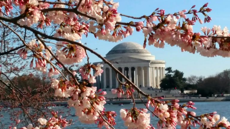 Exploring the DC Cherry Blossoms