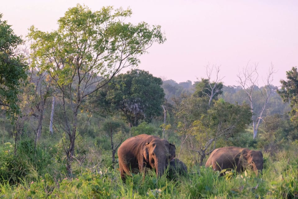 Elephant in Minneriya National Park -  Photo by Dave McClane @ Man vs Globe