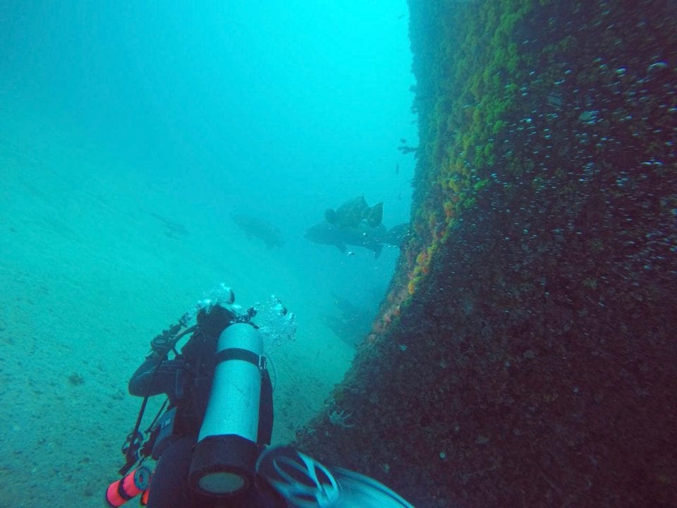 Diver approaching Goliath grouper