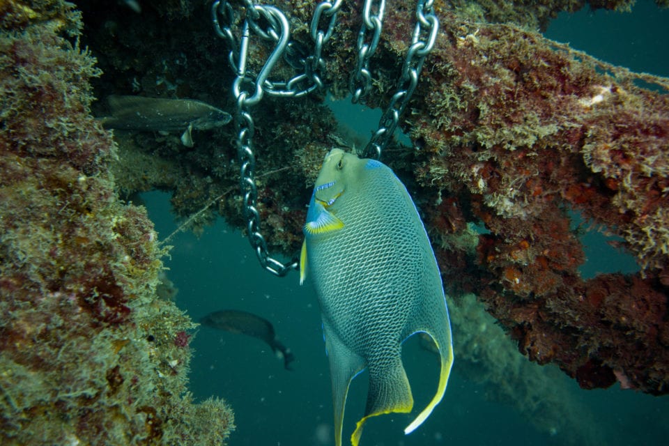 Scuba Diving In Panama City Beach- Complete Guide and Interactive Map