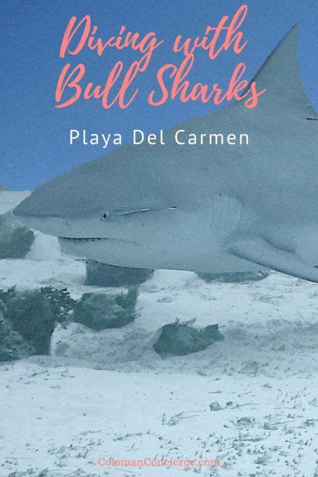 Bull shark Playa del Carmen