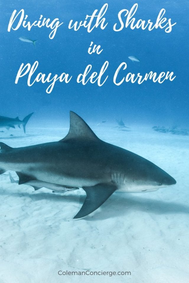 Bull Sharks Playa del Carmen