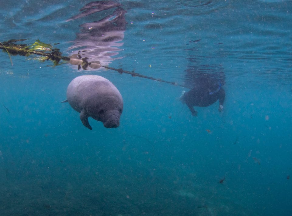 Ed Manatee swimming with manatees (photo by Eric FIsher)