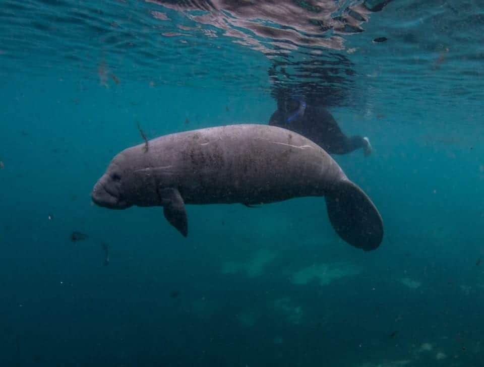 Self guided tour swimming with manatees (Photo by Eric Fisher)