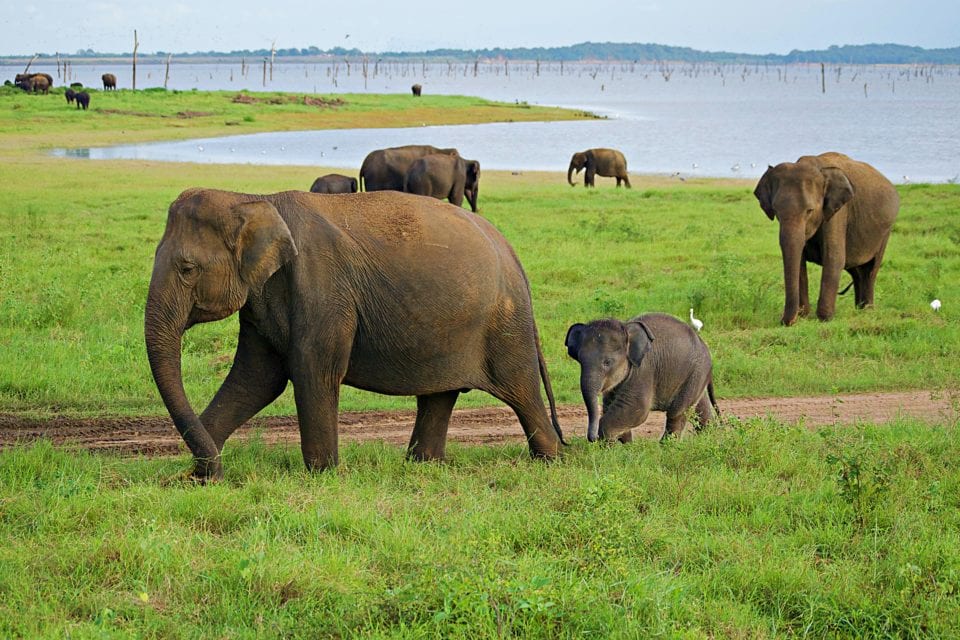 What Made Sri Lanka Our Best Trip Yet: Adventure, Luxury, and Baby Elephants
