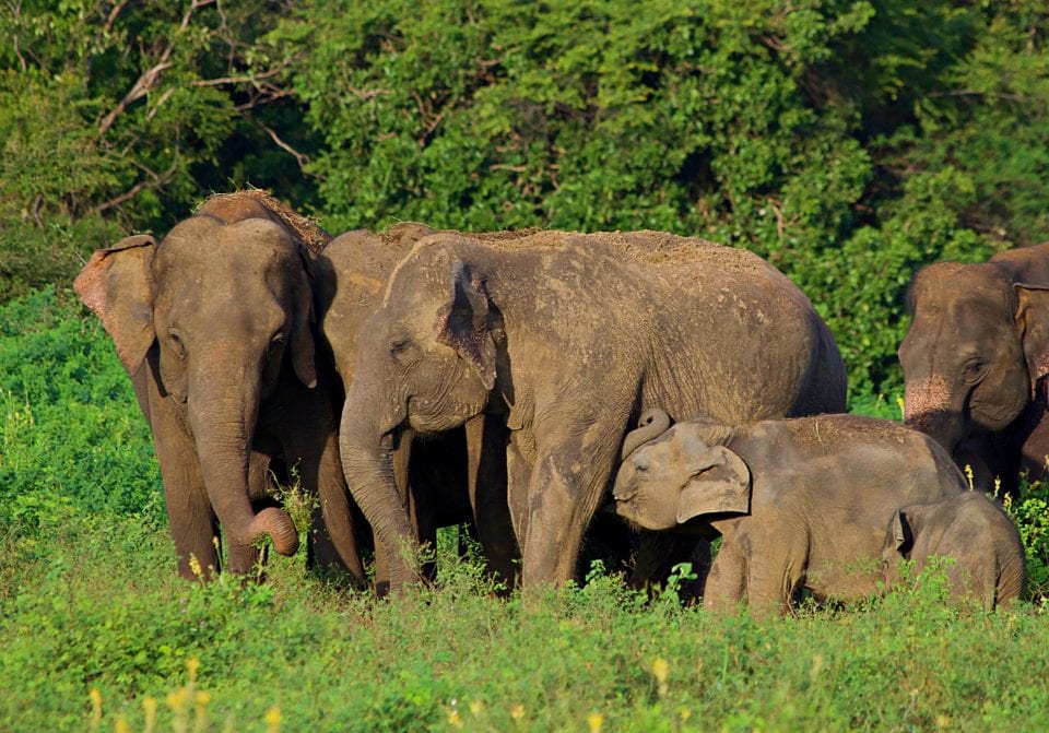 Elephant families Kaudulla National Park 6