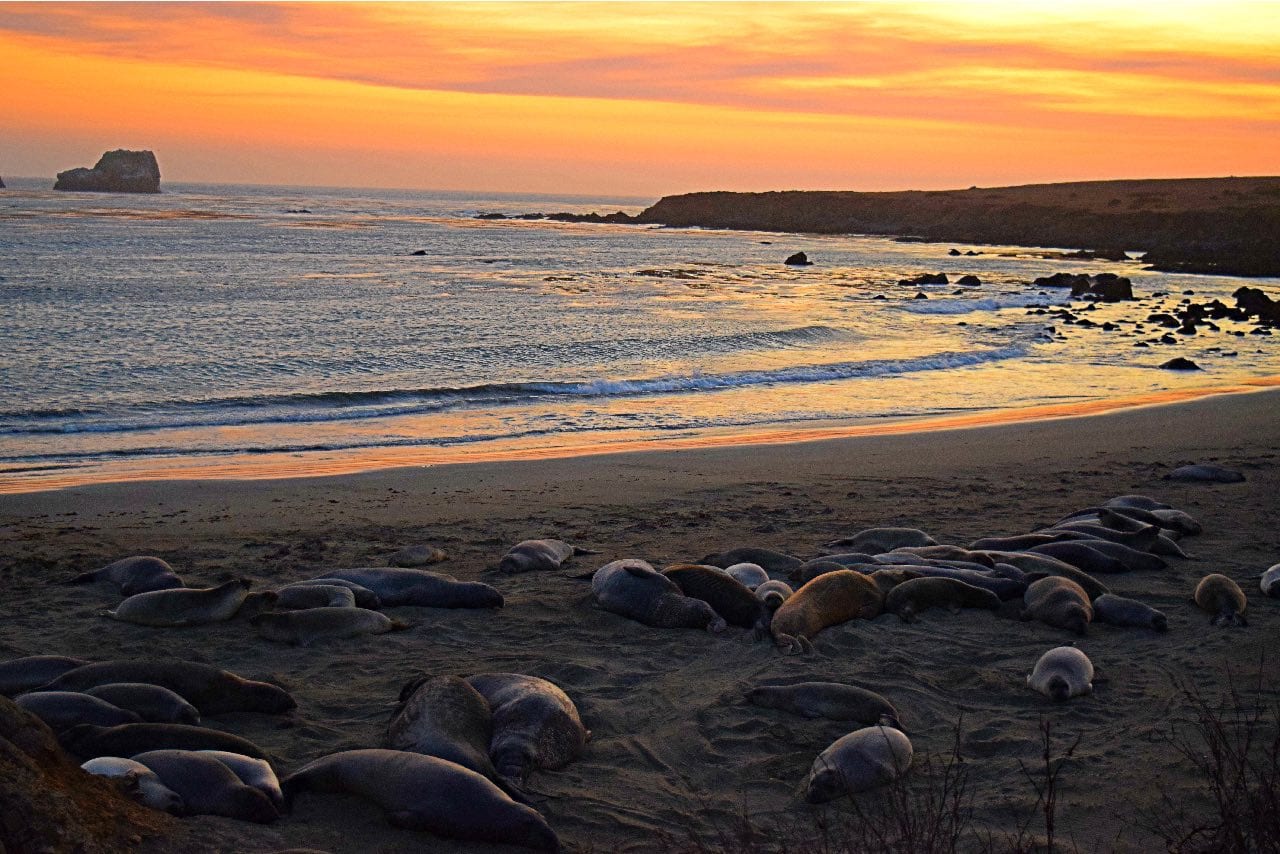elephant-seals-at-sunset