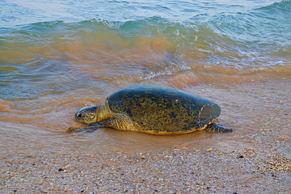 A particularly friendly giant Sea turtle on Hikkaduwa Beach Sri Lanka.