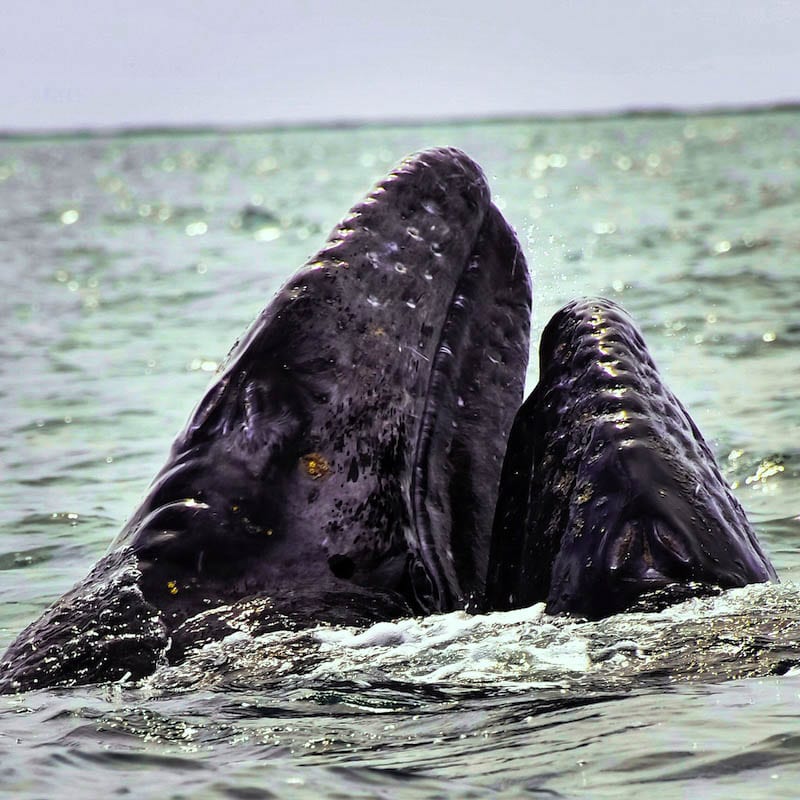 Grey whale watching was our favorite adventure from the Baja California road trip