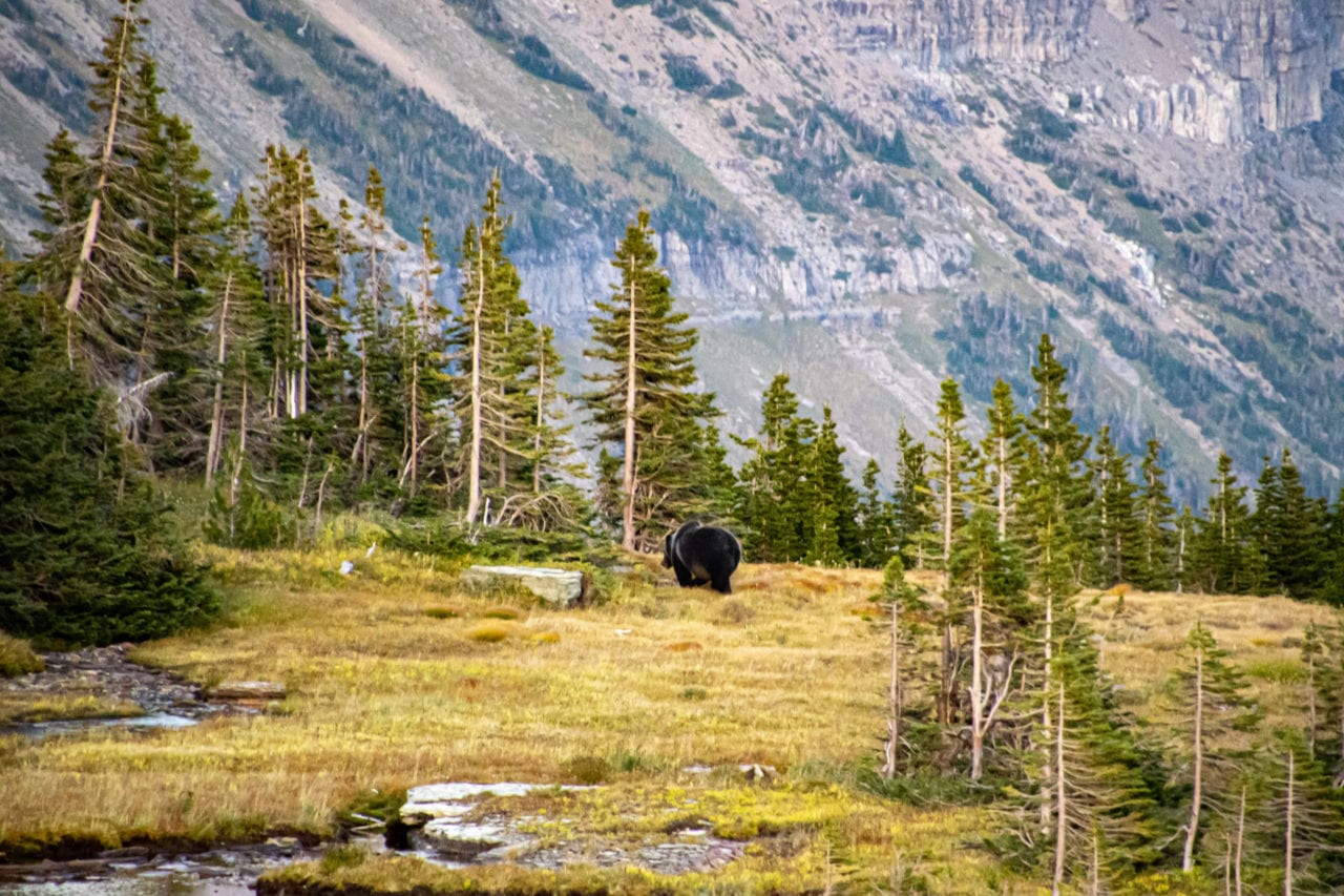 Grizzly bear seen hiking in the fall at Glacier National Park
