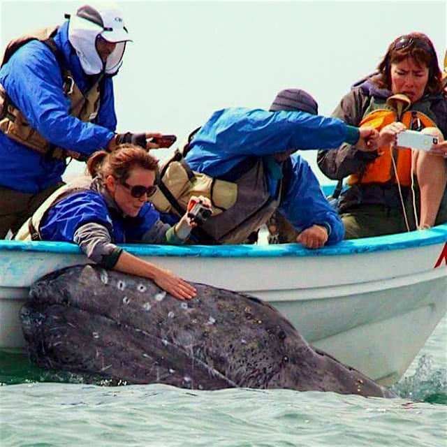 Grey whales coming up to be petted in Baja Mexico