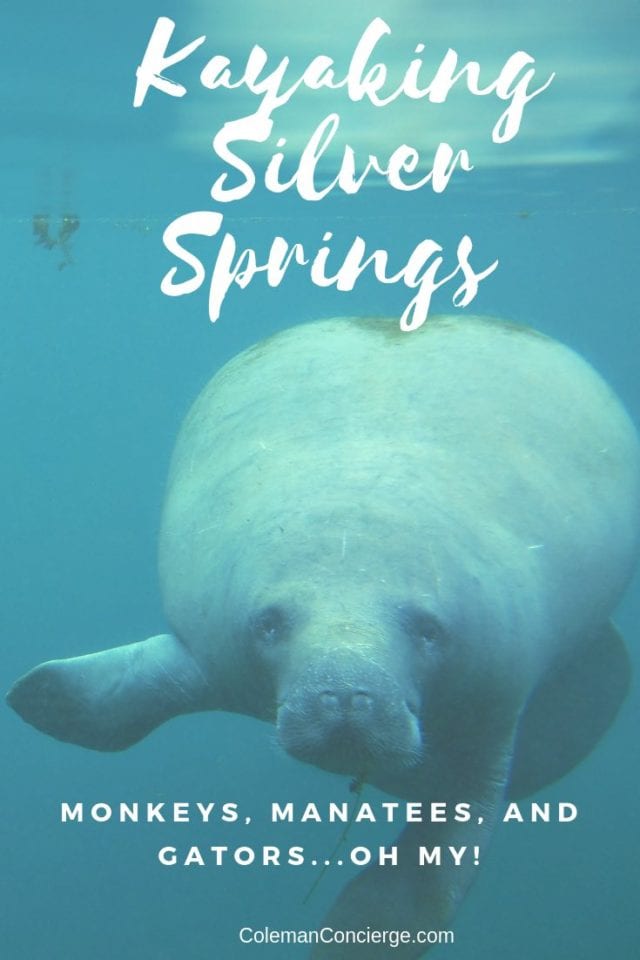 Manatee underwater at Silver Springs State Park