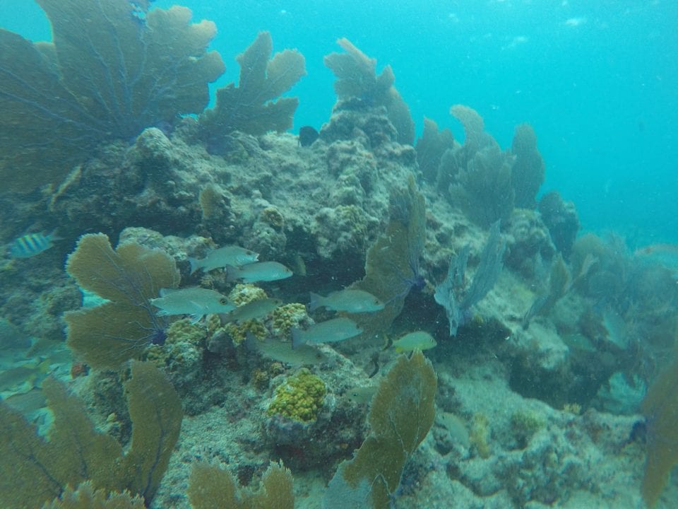 A beautiful scene from a coral reef at Key West