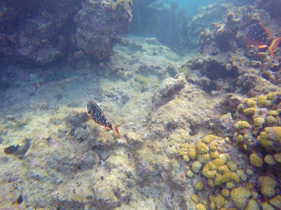 Snorkeling to see fish and coral