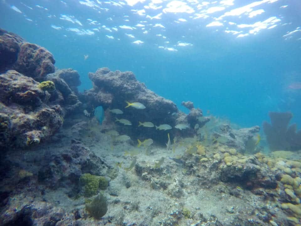 A beautiful scene from snorkeling on a coral reef in Key West