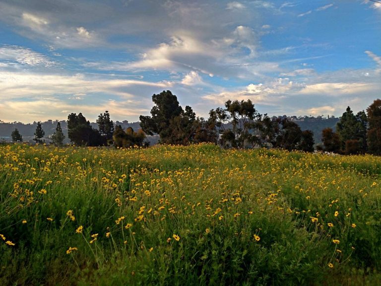 Photographic Tour of California's Super Bloom