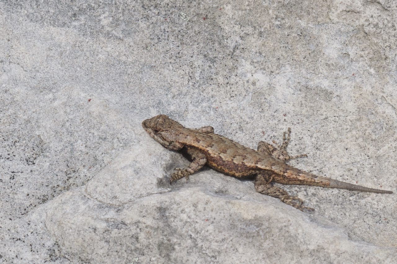 Lizards were the most common wildlife we saw at Cloudland Canyon