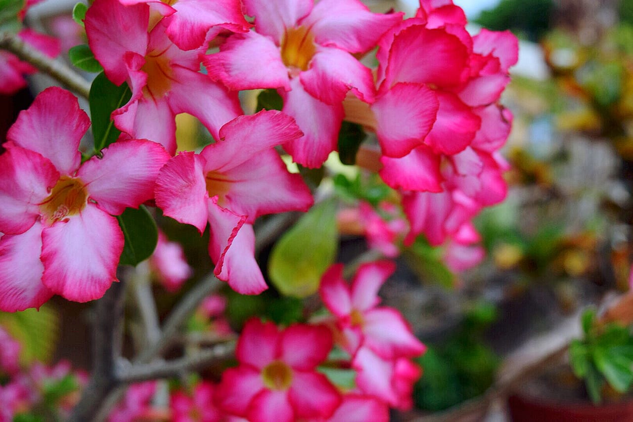 Loreto Pink Flowers