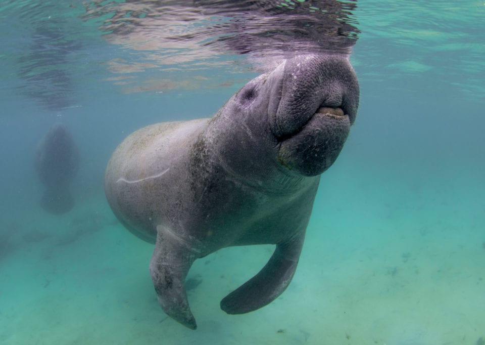 Baby manatee getting curious (Photo credit Eric Fisher)
