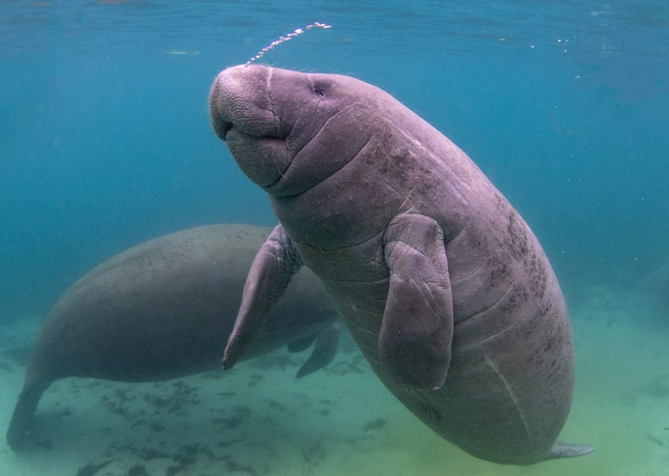 Manatees in Crystal River by Eric Fisher