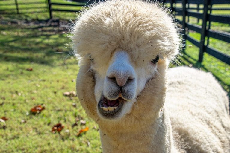 11 Things We Didn't Know About Alpacas Until Visiting Mistletoe Farm