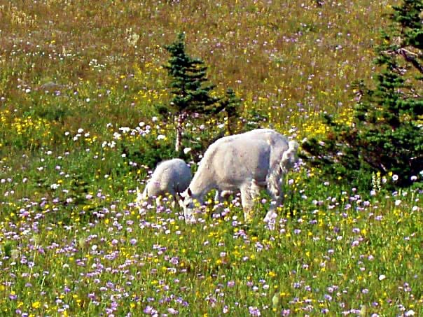 Mountain goats and wildflowers in Glacier National Park