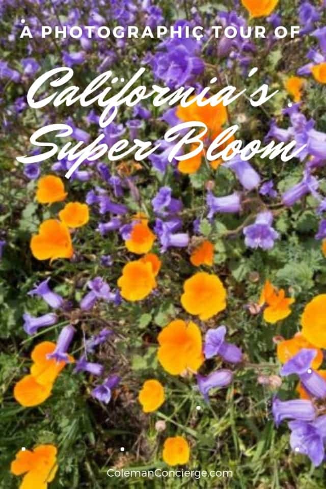 California Super Bloom