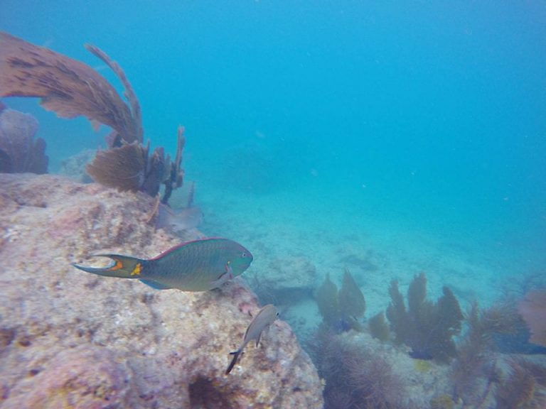 Snorkeling Key West Ethically- Our Guide to the Southernmost Point's Underwater World