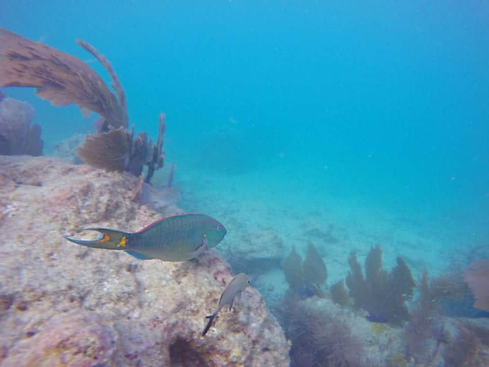 Parrotfish and friend on a coral reef