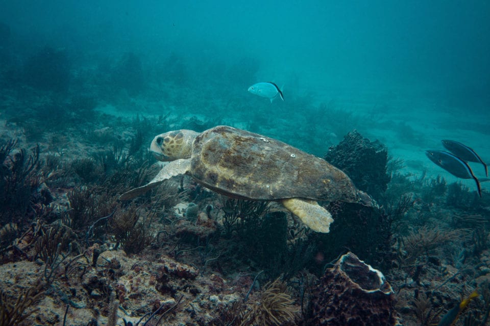 Scuba Diving West Palm Beach - Florida's Underwater Turtle Trek