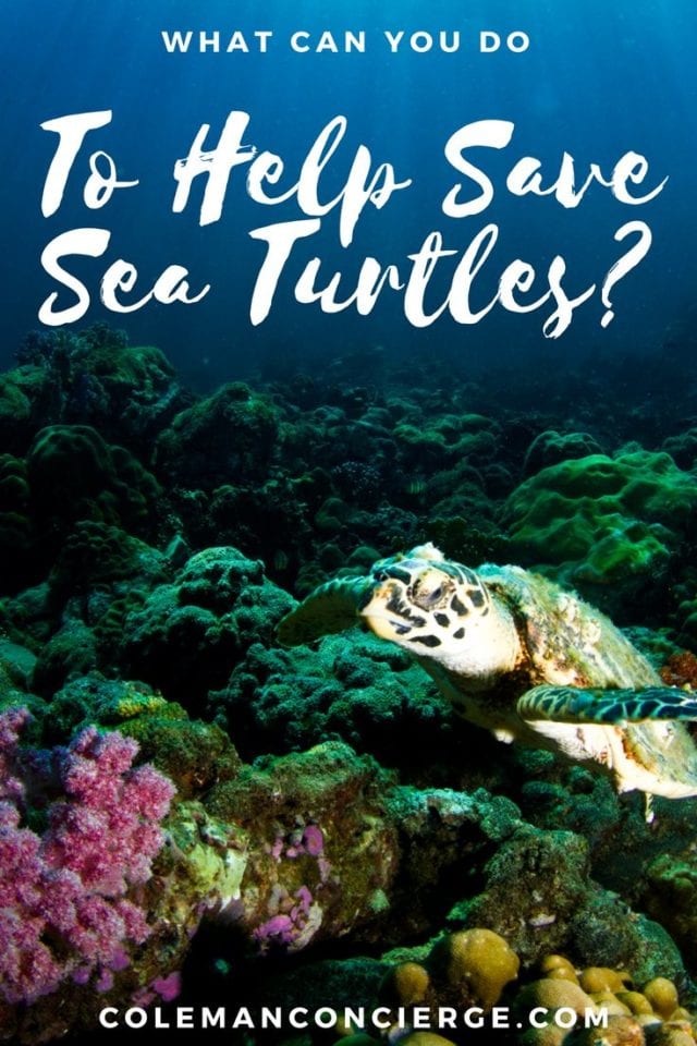 1 in 3 baby sea turtles gets confused upon hatching by the city lights and head into traffic instead of the ocean. Turtle Treks are volunteer-run outings in Fort Lauderdale, Fl that give people a chance to help with sea turtle rescue. Click to find out more about what you can do to help save sea turtles. #SeaTurtles #Conservation #Fort Lauderdale #Ethical #ResponsibleTourism #SustainableTourism #Florida