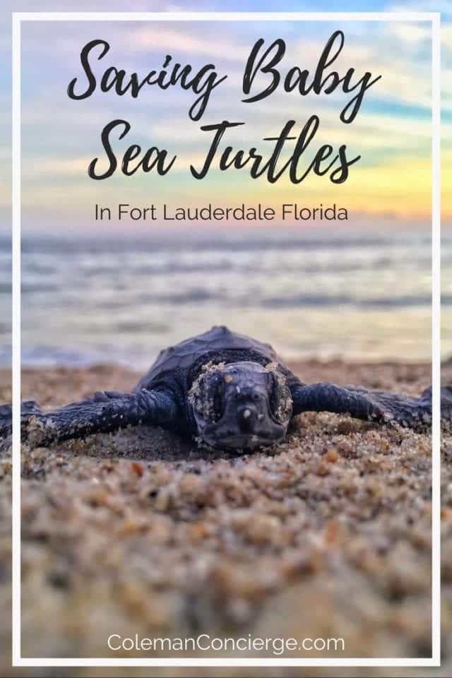 Want to take part in an eco-adventure for a good cause? With STOP in Fort Lauderdale, Fl. you can learn about sea turtles, and maybe see the miracle of baby sea turtles being born or a mother laying her eggs. Best of all you can learn how you can help save and protect sea turtles. #SeaTurtles #Conservation #Fort Lauderdale #Ethical #ResponsibleTourism #SustainableTourism #Florida
