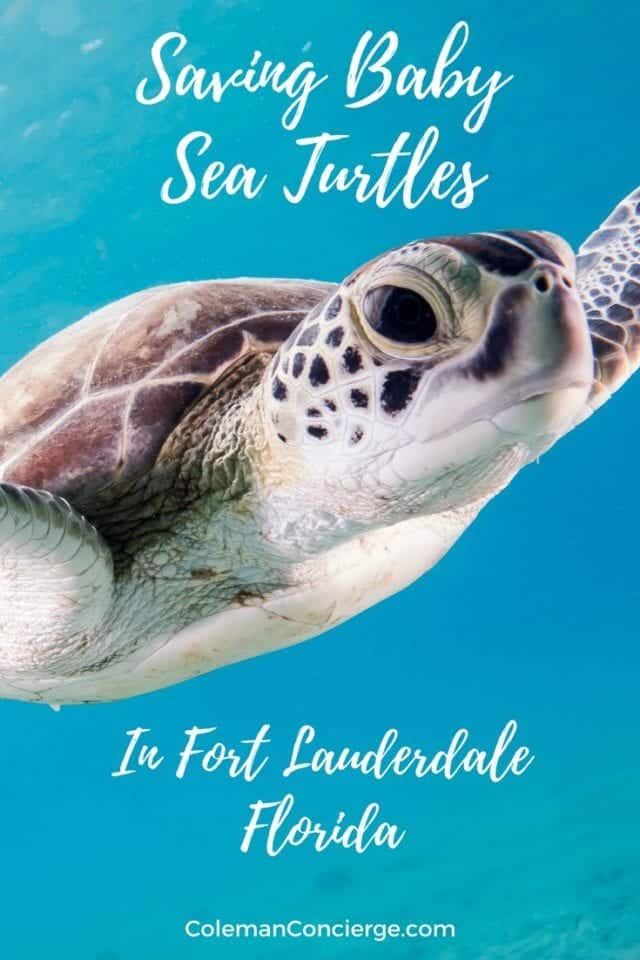 What can you do to help save baby sea turtles? Light pollution has a devastating effect on sea turtle populations. Learn about what a dedicated volunteer organization in Fort Lauderdale, Florida are doing to address this problem and to educate the public on what they can do to help. #SeaTurtles #Conservation #Fort Lauderdale #Ethical #ResponsibleTourism #SustainableTourism #Florida
