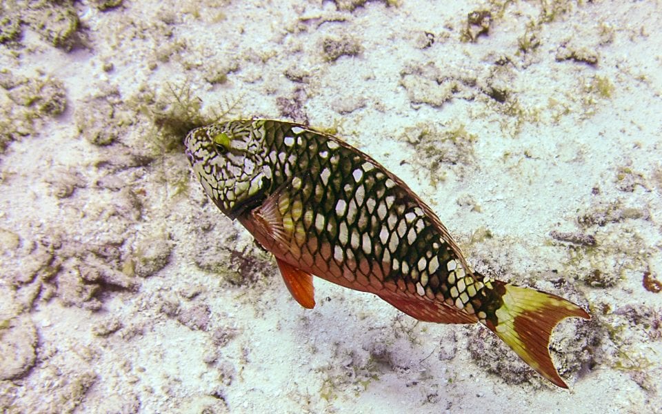 Spotted Parrotfish Cozumel