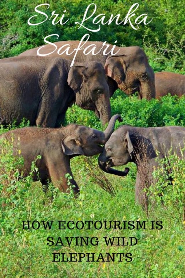 Sri Lanka Safari-How Ecotourism is Saving Wild Elephants
