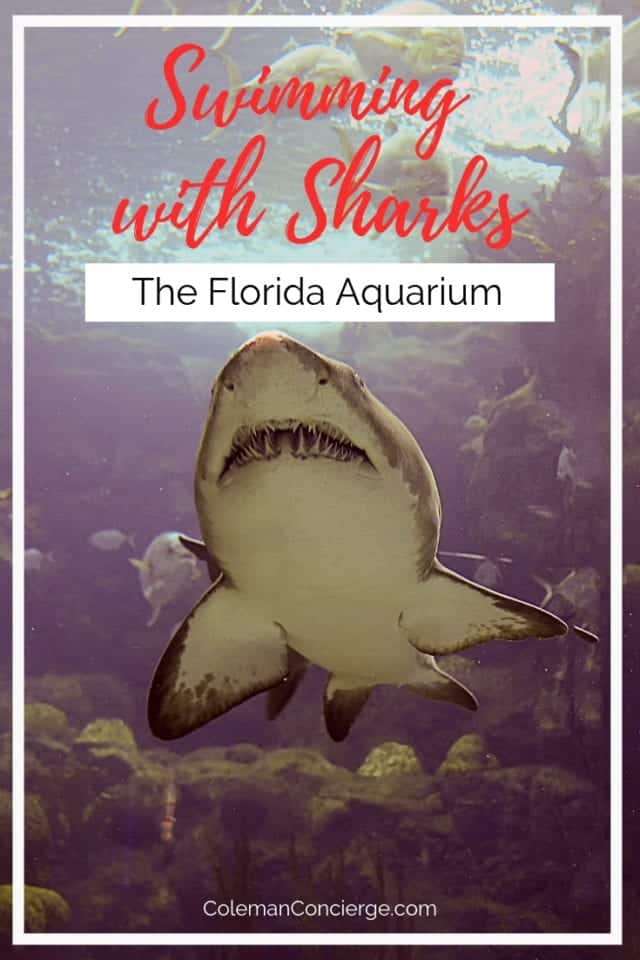 Shark at the Florida Aquarium